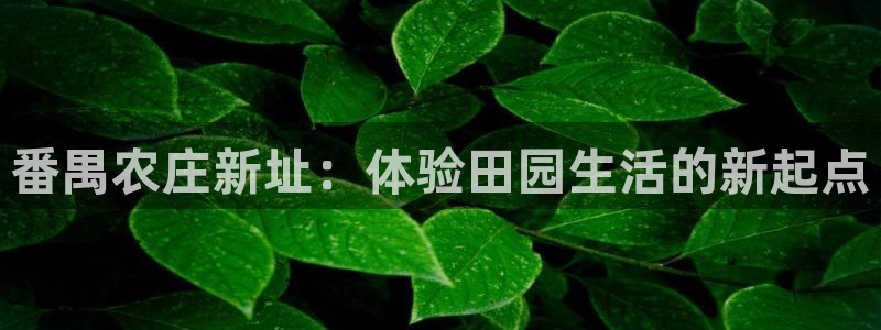 摩根娱乐宝k线图