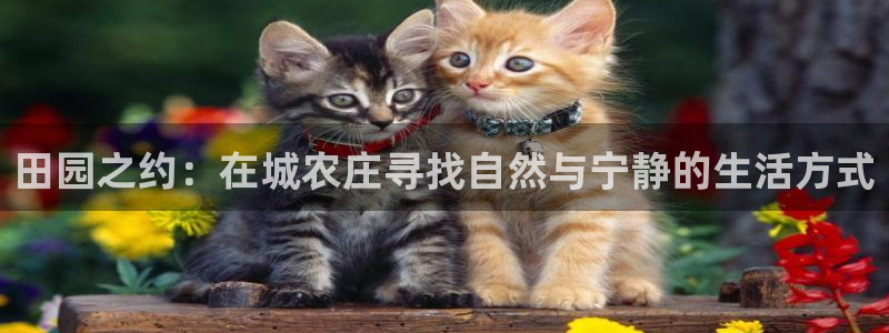 摩根国际娱乐宝在哪里