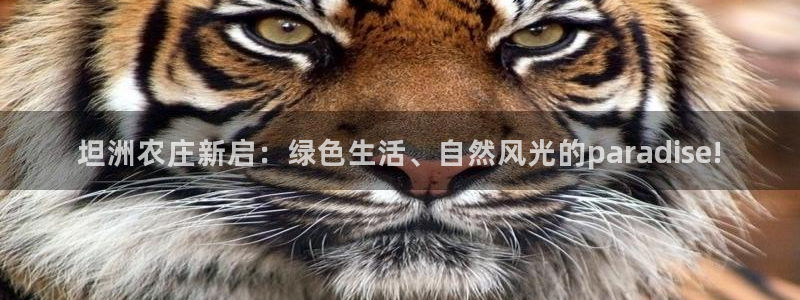 摩根娱乐是什么意思