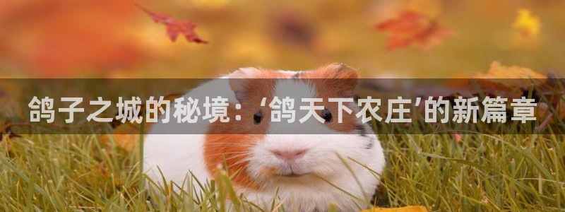 摩根娱乐宝口碑