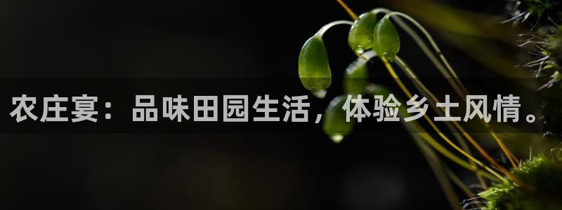 香港摩根娱乐