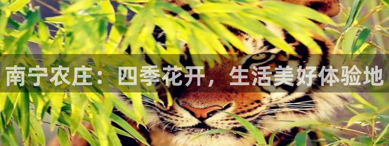 摩根娱乐