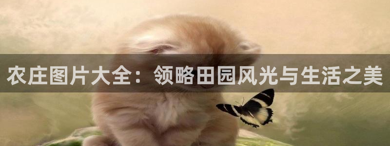 泉州摩根会娱乐场所