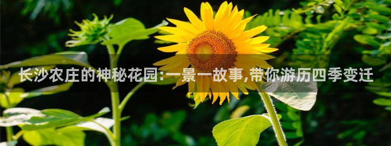 下载摩根娱乐宝