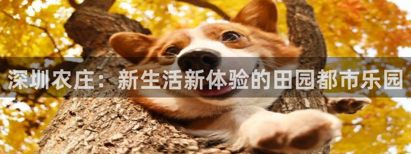 摩根娱乐主管