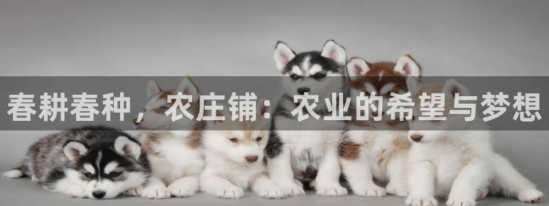 柬埔寨西港摩根娱乐