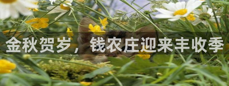 摩根娱乐宝是什么游戏