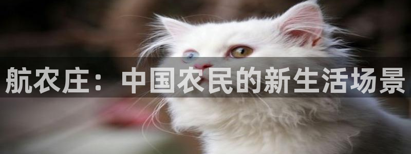 摩根大通黄金娱乐目标价